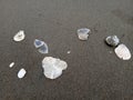 white shells scattered on the black sand beach Royalty Free Stock Photo