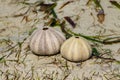 White shells on seaweed covered sand Royalty Free Stock Photo