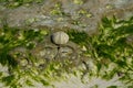 White shells on seaweed covered stone Royalty Free Stock Photo