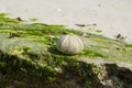 White shells on seaweed covered stone Royalty Free Stock Photo