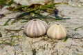 White shells on seaweed covered stone Royalty Free Stock Photo