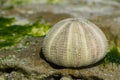 White shells on seaweed covered stone Royalty Free Stock Photo