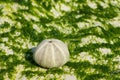 White shells on seaweed covered stone Royalty Free Stock Photo