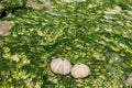 White shells on seaweed covered stone Royalty Free Stock Photo