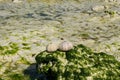 White shells on seaweed covered stone Royalty Free Stock Photo