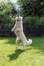 White shepard jumping at water droplets berger blanc suisse Royalty Free Stock Photo