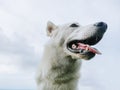 White Shepherd or Canaan or Mixed Siberian Husky Dog Royalty Free Stock Photo