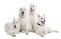White Shepherd Dog (1 year old) Royalty Free Stock Photo