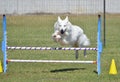 White Shepherd at a Dog Agility Trial Royalty Free Stock Photo