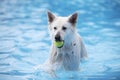 White Shepherd dog, fetching tennis ball in swimming pool Royalty Free Stock Photo