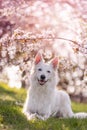 White shepherd dog lying under cherry blossoms in springtime Royalty Free Stock Photo
