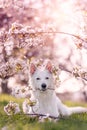 White shepherd dog lying under cherry blossoms in springtime Royalty Free Stock Photo