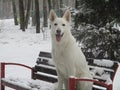 A white shepherd dog sits on a wooden bench in the winter forest. Royalty Free Stock Photo