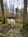 White shepherd in forest Royalty Free Stock Photo