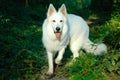 White shepherd in forest Royalty Free Stock Photo