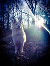 White shepherd in forest Royalty Free Stock Photo