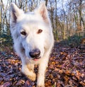 White shepherd in forest Royalty Free Stock Photo