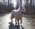 White shepherd in forest Royalty Free Stock Photo