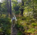 White shepherd in the forest Royalty Free Stock Photo