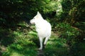 White shepherd in forest Royalty Free Stock Photo