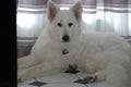 White shepherd looking at us Royalty Free Stock Photo