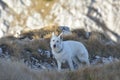 White Shepherd in the mountains Royalty Free Stock Photo