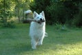 White shepherd playing in the garden Royalty Free Stock Photo