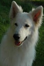White shepherd playing in the garden Royalty Free Stock Photo