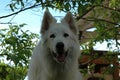 White shepherd playing in the garden Royalty Free Stock Photo