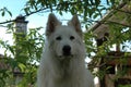 White shepherd playing in the garden Royalty Free Stock Photo
