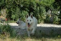 White shepherd playing in the garden Royalty Free Stock Photo
