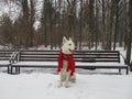 White Shepherd in a red scarf. Royalty Free Stock Photo