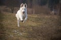 White shepherd in the run