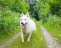 White shepherd running in forest Royalty Free Stock Photo