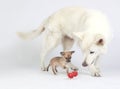 White shepherd watching Chihuahua play