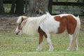 White shetland pony on the field, closeup Royalty Free Stock Photo