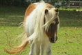 White shetland pony on the field, closeup Royalty Free Stock Photo