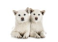 White shiba inus in studio