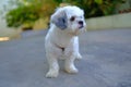 White Shih Tzu Dog Royalty Free Stock Photo