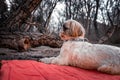 White Shih Tzu laying on a red blanket