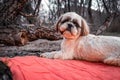 White Shih Tzu laying on a red blanket
