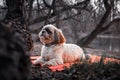 White Shih Tzu laying between trees looking around