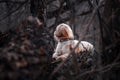 White Shih Tzu laying between trees looking around