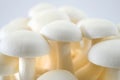 White Shimeji mushrooms