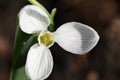 White and shiny galanthus nivalis snowdrop flower petals in the spring garden macro Royalty Free Stock Photo