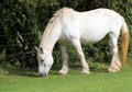 White Shire horse . Royalty Free Stock Photo