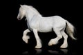 White shire horse isolated on the black