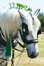 White shire horse portrait