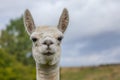 white shorn alpaca stands on a meadow and looks into the camera