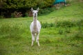 White shorn alpaca stands on a meadow and looks into the camera